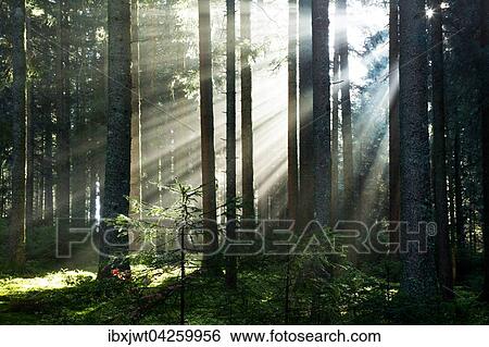 Sonnenstrahlen strahlen im Nebel durch Baumstamme im Fichten Wald, Herbst, Hinterzarten, Schwarzwald, Baden-Wurttemberg, Deutschland, Europa View Large Photo Image Stock Photograph - Sonnenstrahlen strahlen im Nebel durch Baumstamme im Fichten Wald, Herbst, Hinterzarten, Schwarzwald, Baden-Wurttemberg, Deutschland, Europa. Fotosearch