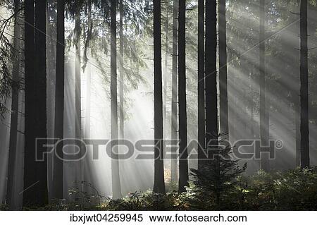 Sonnenstrahlen strahlen im Nebel durch Baumstamme im Fichten Wald, Herbst, Hinterzarten, Schwarzwald, Baden-Wurttemberg, Deutschland, Europa View Large Photo Image Stock Photography - Sonnenstrahlen strahlen im Nebel durch Baumstamme im Fichten Wald, Herbst, Hinterzarten, Schwarzwald, Baden-Wurttemberg, Deutschland, Europa. Fotosearch