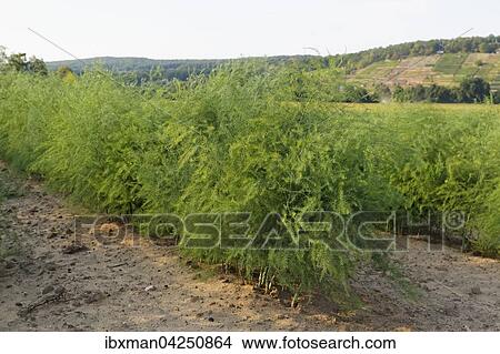 Spargel-Feld (Asparagus officinalis), Unterfranken, Franken, Bayern, Deutschland, Europa View Large Photo Image Picture - Spargel-Feld (Asparagus officinalis), Unterfranken, Franken, Bayern, Deutschland, Europa. Fotosearch