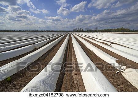 Spargelfelder mit weisser Folie abgedeckt, Herbolzheim, Baden-Wurttemberg, Deutschland, Europa View Large Photo Image Stock Photo - Spargelfelder mit weisser Folie abgedeckt, Herbolzheim, Baden-Wurttemberg, Deutschland, Europa. Fotosearch