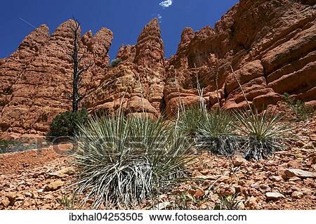 Spargelgewachse Nomina (Nolina parryi) vor Gesteinsformationen, Red Canyon, Utah, USA, Nordamerika View Large Photo Image Stock Photography - Spargelgewachse Nomina (Nolina parryi) vor Gesteinsformationen, Red Canyon, Utah, USA, Nordamerika. Fotosearch