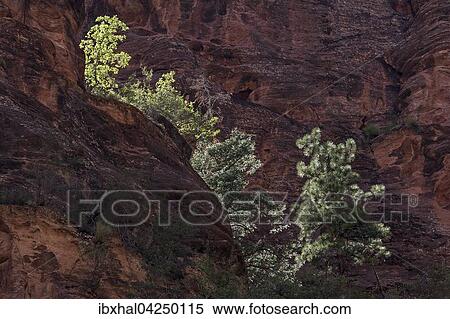 Sparliche Vegetation auf roten Sandsteinfelsen, Zion Nationalpark, Utah, USA, Nordamerika View Large Photo Image Stock Photography - Sparliche Vegetation auf roten Sandsteinfelsen, Zion Nationalpark, Utah, USA, Nordamerika. Fotosearch