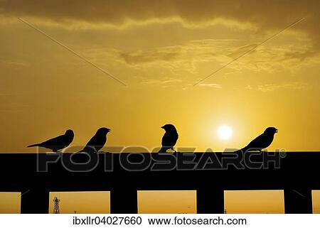 Spatzen auf einem Gelander, Gegenlicht, bei Sonnenuntergang View Large Photo Image Stock Image - Spatzen auf einem Gelander, Gegenlicht, bei Sonnenuntergang. Fotosearch