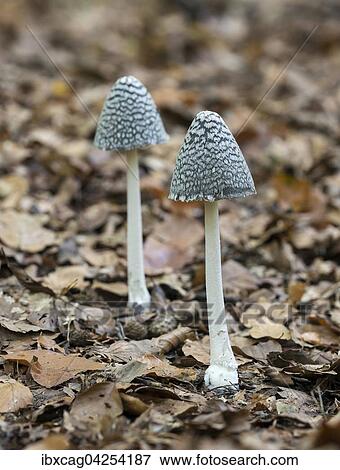 Stock Photo - Spechttintling (Coprinus picaceus), Naturschutzgebiet Monchbruch, Russelsheim, Hessen, Deutschland, Europa. Fotosearch