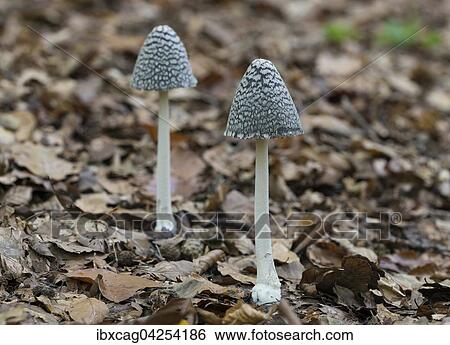 Spechttintling (Coprinus picaceus), Naturschutzgebiet Monchbruch, Russelsheim, Hessen, Deutschland, Europa View Large Photo Image Stock Photograph - Spechttintling (Coprinus picaceus), Naturschutzgebiet Monchbruch, Russelsheim, Hessen, Deutschland, Europa. Fotosearch