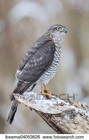 Stock Photograph - Sperber (Accipiter nisus), Weibchen sitzt auf beschneitem Totholz, Hessen, Deutschland, Europa. Fotosearch