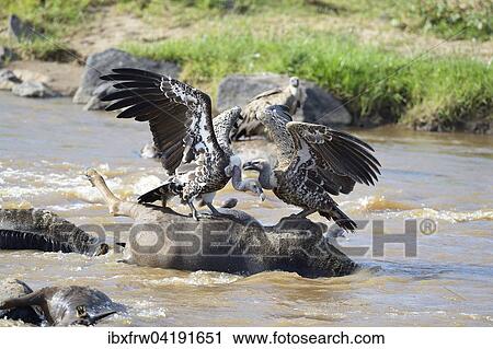 Stock Image - Sperbergeier (Gyps rueppelli), auf Gnukadaver, Mara Fluss, Masai Mara Nationalreservat, Kenia, Afrika. Fotosearch
