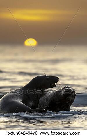 Spielende halbwuchsige Kegelrobben (Halichoerus grypus) bei Sonnenuntergang, Helgoland, Schleswig-Holstein, Deutschland, Europa View Large Photo Image Stock Image - Spielende halbwuchsige Kegelrobben (Halichoerus grypus) bei Sonnenuntergang, Helgoland, Schleswig-Holstein, Deutschland, Europa. Fotosearch