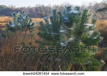 Picture - Spinnweben auf Waldkiefern (Pinus sylvestris) im Herbst, Emsland, Niedersachsen, Deutschland, Europa. Fotosearch