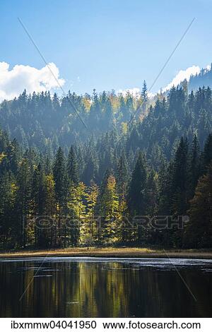 Stock Image - Spitzingsee mit Herbstwald, Oberbayern, Bayern, Deutschland, Europa. Fotosearch