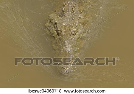 Stock Photo - Spitzkrokodil (Crocodylus acutus) im Rio Grande de Tarcoles, Provinz Puntarenas, Costa Rica, Nordamerika. Fotosearch