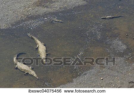 Stock Photograph - Spitzkrokodile (Crocodylus acutus) im Rio Grande de Tarcoles, Provinz Puntarenas, Costa Rica, Nordamerika. Fotosearch