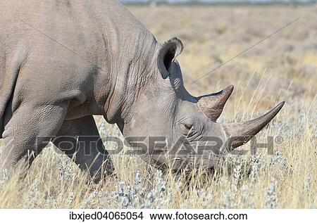 Picture - Spitzmaulnashorn (Diceros bicornis), Mannchen beim Grasen, Etosha-Nationalpark, Namibia, Afrika. Fotosearch