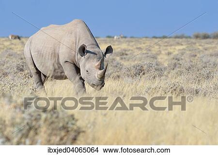 Spitzmaulnashorn (Diceros bicornis), Mannchen geht durch trockenes Gras, Etosha-Nationalpark, Namibia, Afrika View Large Photo Image Picture - Spitzmaulnashorn (Diceros bicornis), Mannchen geht durch trockenes Gras, Etosha-Nationalpark, Namibia, Afrika. Fotosearch