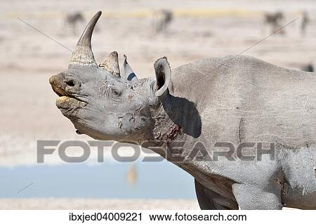 Spitzmaulnashorn (Diceros bicornis), adultes Mannchen am Wasserloch, schnuppernd, Etosha-Nationalpark, Namibia, Afrika View Large Photo Image Stock Image - Spitzmaulnashorn (Diceros bicornis), adultes Mannchen am Wasserloch, schnuppernd, Etosha-Nationalpark, Namibia, Afrika. Fotosearch