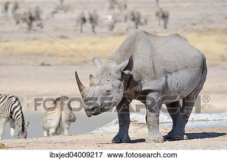 Spitzmaulnashorn (Diceros bicornis), adultes Mannchen, und Burchell-Zebras (Equus burchelli) am Wasserloch, Etosha-Nationalpark, Namibia, Afrika View Large Photo Image Stock Photo - Spitzmaulnashorn (Diceros bicornis), adultes Mannchen, und Burchell-Zebras (Equus burchelli) am Wasserloch, Etosha-Nationalpark, Namibia, Afrika. Fotosearch