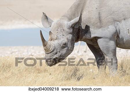 Spitzmaulnashorn (Diceros bicornis), adultes Mannchen, im trockenen Gras am Wasserloch, Etosha-Nationalpark, Namibia, Afrika View Large Photo Image Stock Photo - Spitzmaulnashorn (Diceros bicornis), adultes Mannchen, im trockenen Gras am Wasserloch, Etosha-Nationalpark, Namibia, Afrika. Fotosearch