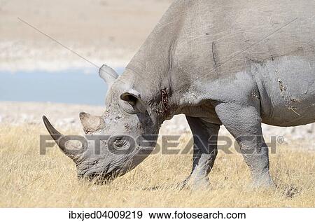 Spitzmaulnashorn (Diceros bicornis), adultes Mannchen, beim Grasen am Wasserloch, Etosha-Nationalpark, Namibia, Afrika View Large Photo Image Stock Photo - Spitzmaulnashorn (Diceros bicornis), adultes Mannchen, beim Grasen am Wasserloch, Etosha-Nationalpark, Namibia, Afrika. Fotosearch