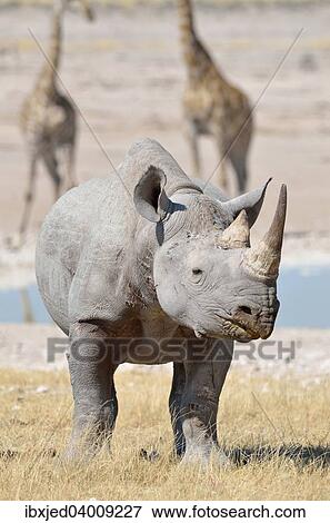 Spitzmaulnashorn (Diceros bicornis), adultes Mannchen steht im trockenen Gras am Wasserloch, Etosha-Nationalpark, Namibia, Afrika View Large Photo Image Stock Photo - Spitzmaulnashorn (Diceros bicornis), adultes Mannchen steht im trockenen Gras am Wasserloch, Etosha-Nationalpark, Namibia, Afrika. Fotosearch