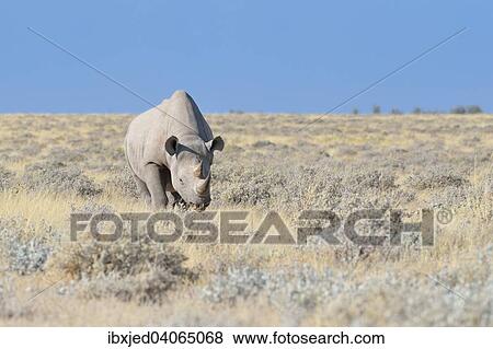 Spitzmaulnashorn (Diceros bicornis), Mannchen geht durch trockenes Gras, Etosha-Nationalpark, Namibia, Afrika View Large Photo Image Stock Photo - Spitzmaulnashorn (Diceros bicornis), Mannchen geht durch trockenes Gras, Etosha-Nationalpark, Namibia, Afrika. Fotosearch