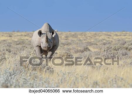 Stock Photograph - Spitzmaulnashorn (Diceros bicornis), Mannchen steht in trockenem Gras, Etosha-Nationalpark, Namibia, Afrika. Fotosearch