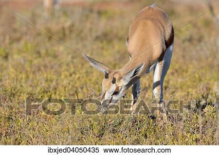 Springbock (Antidorcas marsupialis), Jungtier beim Grasen, Etosha-Nationalpark, Namibia, Afrika View Large Photo Image Stock Photography - Springbock (Antidorcas marsupialis), Jungtier beim Grasen, Etosha-Nationalpark, Namibia, Afrika. Fotosearch