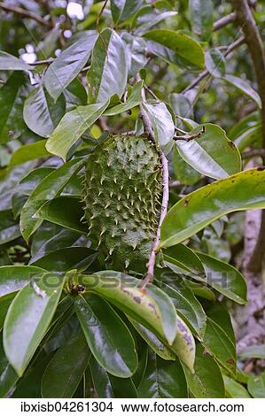 Picture - Stachelannone (Annona muricata) oder Graviola, Superfrucht, Heilpflanze, Insel Mahe, Seychellen, Afrika. Fotosearch