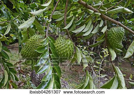 Stock Photo - Stachelannone (Annona muricata) oder Graviola, Superfrucht, Heilpflanze, Insel Mahe, Seychellen, Afrika. Fotosearch