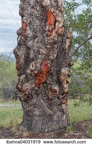 Stamm, Marula-Baum oder Elefantenbaum (Sclerocarya birrea), Okavango-Delta, Botswana, Afrika View Large Photo Image Stock Photo - Stamm, Marula-Baum oder Elefantenbaum (Sclerocarya birrea), Okavango-Delta, Botswana, Afrika. Fotosearch