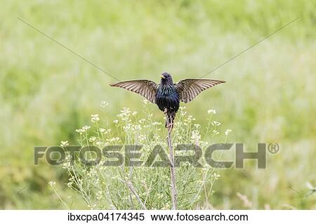 Stock Photography - Star (Sturnus vulgaris), balzend, Oblast Russe, Bulgarien, Europa. Fotosearch