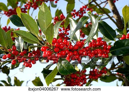 Stechpalme (Ilex aquifolium), Skane lan, Schweden, Europa View Large Photo Image Stock Photo - Stechpalme (Ilex aquifolium), Skane lan, Schweden, Europa. Fotosearch