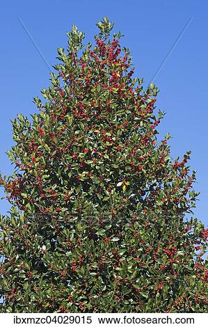 Stechpalme (Ilex), mit roten Fruchten gegen blauen Himmel, Mecklenburg-Vorpommern, Deutschland, Europa View Large Photo Image Stock Photography - Stechpalme (Ilex), mit roten Fruchten gegen blauen Himmel, Mecklenburg-Vorpommern, Deutschland, Europa. Fotosearch