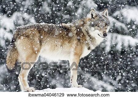 Stehender Wolf (Canis lupus) im Schneetreiben, captive, Deutschland, Europa View Large Photo Image Stock Photo - Stehender Wolf (Canis lupus) im Schneetreiben, captive, Deutschland, Europa. Fotosearch