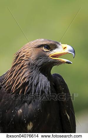 Steinadler (Aquila chrysaetos), adult, captive, Rheinland-Pfalz, Deutschland, Europa View Large Photo Image Picture - Steinadler (Aquila chrysaetos), adult, captive, Rheinland-Pfalz, Deutschland, Europa. Fotosearch