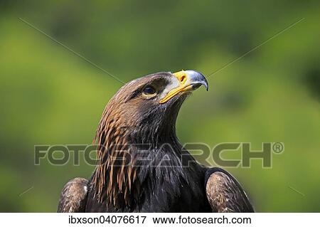 Steinadler (Aquila chrysaetos), adult, captive, Rheinland-Pfalz, Deutschland, Europa View Large Photo Image Stock Photo - Steinadler (Aquila chrysaetos), adult, captive, Rheinland-Pfalz, Deutschland, Europa. Fotosearch