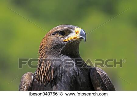 Steinadler (Aquila chrysaetos), adult, captive, Rheinland-Pfalz, Deutschland, Europa View Large Photo Image Stock Photo - Steinadler (Aquila chrysaetos), adult, captive, Rheinland-Pfalz, Deutschland, Europa. Fotosearch