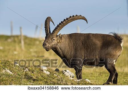 Stock Photograph - Steinbock (Capra ibex) am Creux du Van, Montalchez, Neuenburg, Schweiz, Europa. Fotosearch