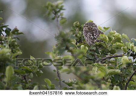 Stock Photograph - Steinkauz (Athene noctua), Emsland, Niedersachsen, Deutschland, Europa. Fotosearch