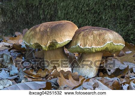 Steinpilz (Boletus edulis) im Herbstlaub, essbar, Frankfurt am Main Sud, Russelsheim am Main, Hessen, Deutschland, Europa View Large Photo Image Stock Image - Steinpilz (Boletus edulis) im Herbstlaub, essbar, Frankfurt am Main Sud, Russelsheim am Main, Hessen, Deutschland, Europa. Fotosearch