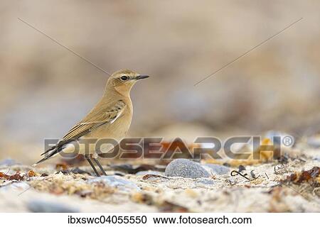 Stock Image - Steinschmatzer (Oenanthe) am Strand, Helgoland, Schleswig-Holstein, Deutschland, Europa. Fotosearch