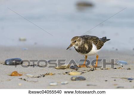 Stock Image - Steinwalzer (Arenaria interpres) am Strand, Helgoland, Schleswig-Holstein, Deutschland, Europa. Fotosearch