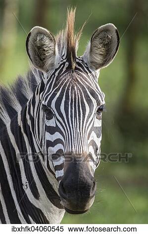 Steppenzebra (Equus quagga boehmi), Lake-Mburo-Nationalpark, Uganda, Afrika View Large Photo Image Stock Photography - Steppenzebra (Equus quagga boehmi), Lake-Mburo-Nationalpark, Uganda, Afrika. Fotosearch