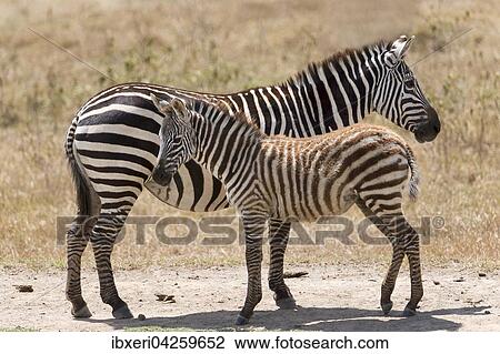 Steppenzebra (Equus quagga), mit Jungtier, Lake Nakuru Nationalpark, Kenia, Afrika View Large Photo Image Stock Image - Steppenzebra (Equus quagga), mit Jungtier, Lake Nakuru Nationalpark, Kenia, Afrika. Fotosearch