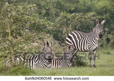 Steppenzebras (Equus quagga boehmi), Lake-Mburo-Nationalpark, Uganda, Afrika View Large Photo Image Stock Photograph - Steppenzebras (Equus quagga boehmi), Lake-Mburo-Nationalpark, Uganda, Afrika. Fotosearch