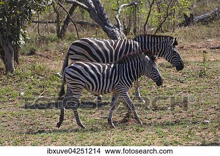Steppenzebras (Equus quagga burchelli), Burchell-Zebra, Muttertier mit Jungtier, Kruger-Nationalpark, Sudafrika View Large Photo Image Picture - Steppenzebras (Equus quagga burchelli), Burchell-Zebra, Muttertier mit Jungtier, Kruger-Nationalpark, Sudafrika. Fotosearch