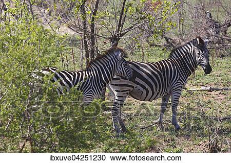 Steppenzebras (Equus quagga burchelli), Burchell-Zebra im Gebusch, Kruger-Nationalpark, Sudafrika View Large Photo Image Stock Image - Steppenzebras (Equus quagga burchelli), Burchell-Zebra im Gebusch, Kruger-Nationalpark, Sudafrika. Fotosearch