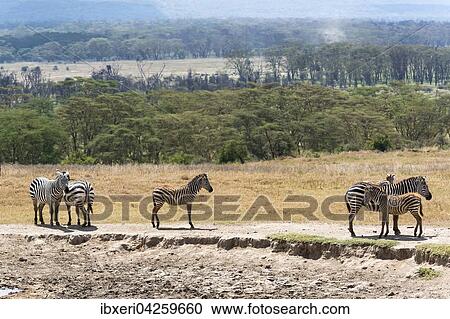 Steppenzebras (Equus quagga), mit Jungtieren, Lake Nakuru Nationalpark, Kenia, Afrika View Large Photo Image Stock Image - Steppenzebras (Equus quagga), mit Jungtieren, Lake Nakuru Nationalpark, Kenia, Afrika. Fotosearch