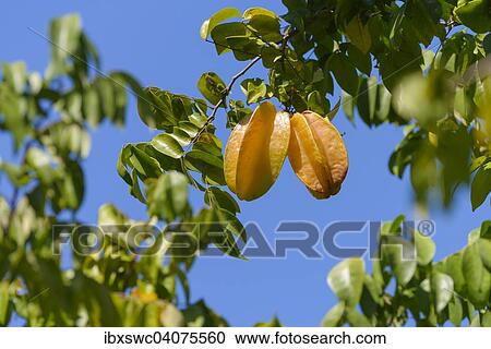 Sternfrucht (Averrhoa carambola) am Baum, Provinz Puntarenas, Costa Rica, Nordamerika View Large Photo Image Stock Image - Sternfrucht (Averrhoa carambola) am Baum, Provinz Puntarenas, Costa Rica, Nordamerika. Fotosearch