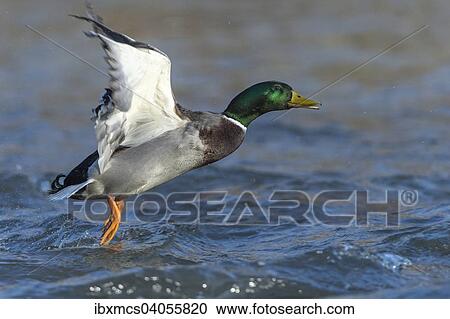 Stockente (Anas platyrhynchos), Erpel im Flug, Nordhessen, Hessen, Deutschland, Europa View Large Photo Image Stock Image - Stockente (Anas platyrhynchos), Erpel im Flug, Nordhessen, Hessen, Deutschland, Europa. Fotosearch