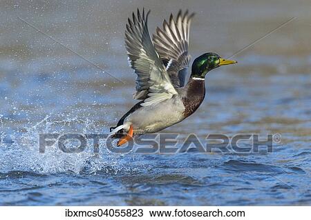 Stockente (Anas platyrhynchos), Erpel im Flug, Nordhessen, Hessen, Deutschland, Europa View Large Photo Image Stock Image - Stockente (Anas platyrhynchos), Erpel im Flug, Nordhessen, Hessen, Deutschland, Europa. Fotosearch